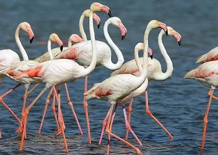 Arte Y Natura En La Playa De Eucaliptus *